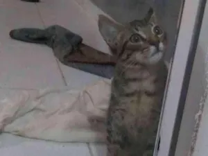 Gato raça  idade 2 a 6 meses nome Não tem nome