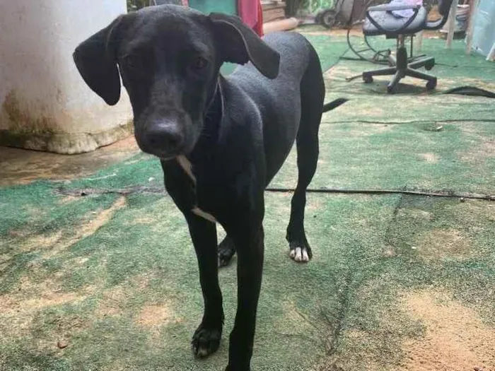 Cachorro ra a “Vira lata” idade 1 ano nome Caramelo e neguinha