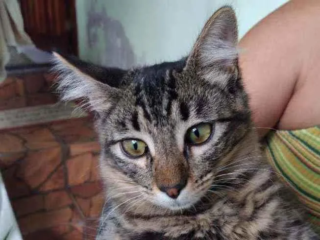 Gato ra a  idade 7 a 11 meses nome Ursinha