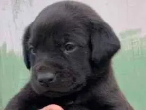 Cachorro raça SRD-ViraLata idade Abaixo de 2 meses nome filhotinhos