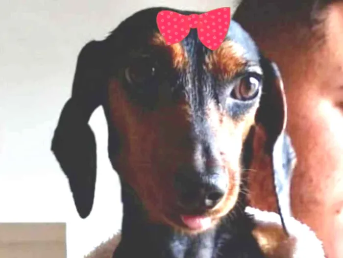 Cachorro ra a Cofap  idade 7 a 11 meses nome Malu 