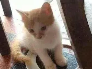 Gato raça Vira-Lata idade 2 a 6 meses nome Gatos