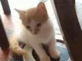 Gatos