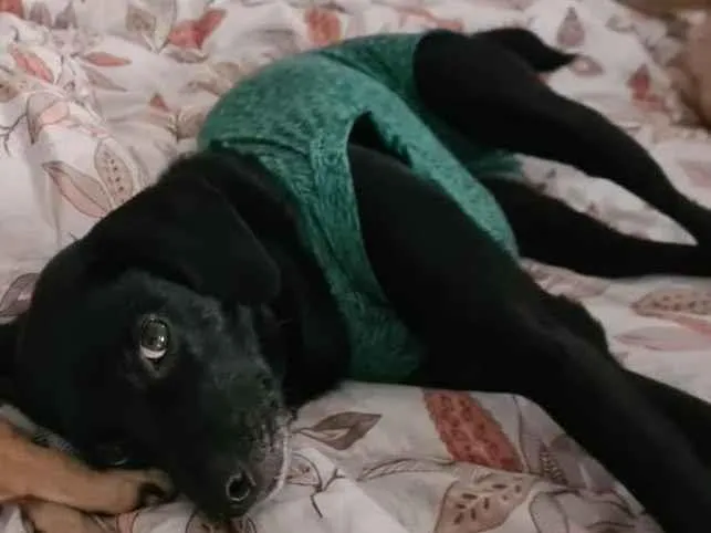 Cachorro ra a SRD-ViraLata idade 2 anos nome TOCO