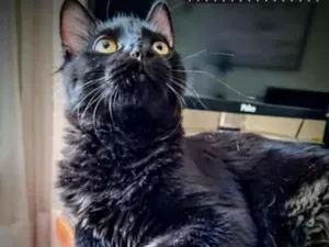 Gato raça SRD idade 2 a 6 meses nome BLACK