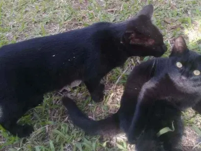 Gato raça Gato de rua idade 2 a 6 meses nome Nao tem nome