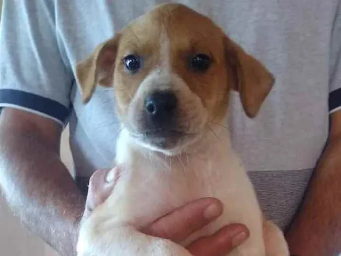 Cachorro ra a SRD idade Abaixo de 2 meses nome Anjinho