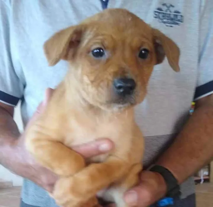 Cachorro ra a SRD idade Abaixo de 2 meses nome Anjinhas
