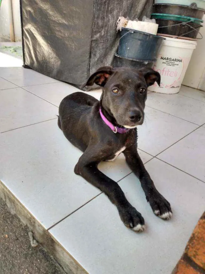 Cachorro ra a Sem raça definida idade 7 a 11 meses nome Cristal