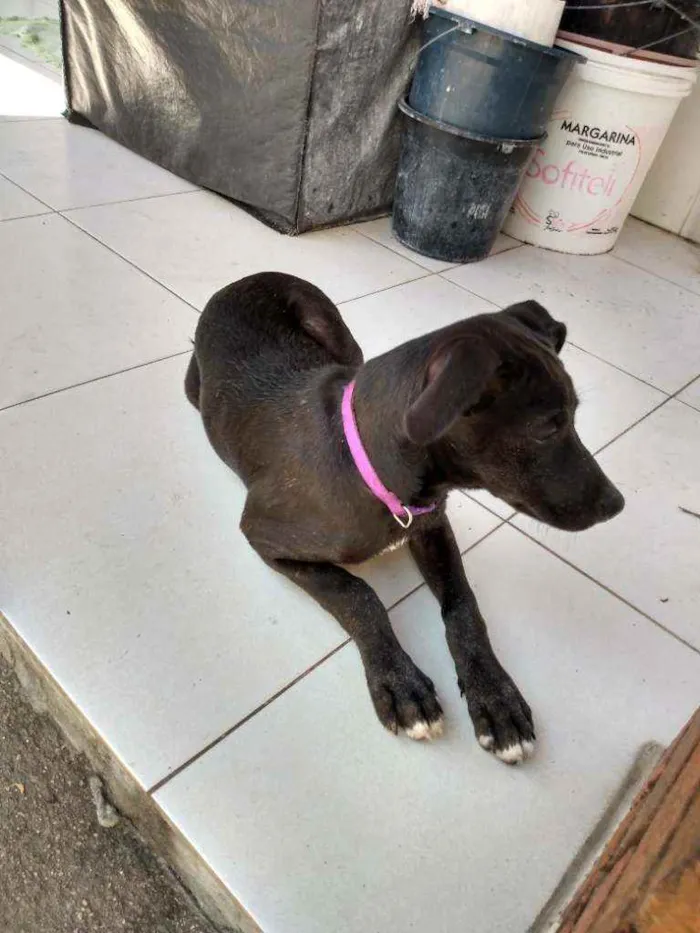 Cachorro ra a Sem raça definida idade 7 a 11 meses nome Cristal