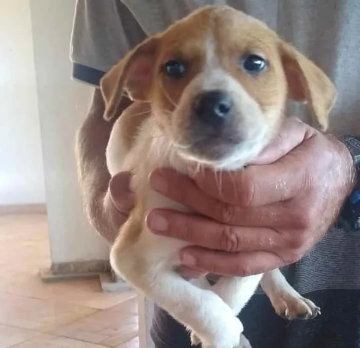 Cachorro ra a SRD idade Abaixo de 2 meses nome Anjinho