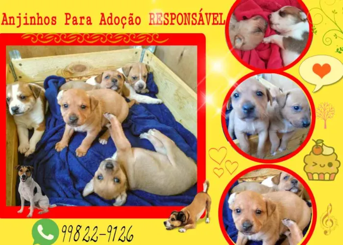 Cachorro ra a SRD idade Abaixo de 2 meses nome Anjinho