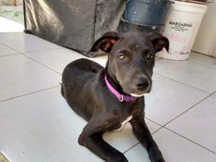 Cachorro ra a Sem raça definida idade 7 a 11 meses nome Cristal