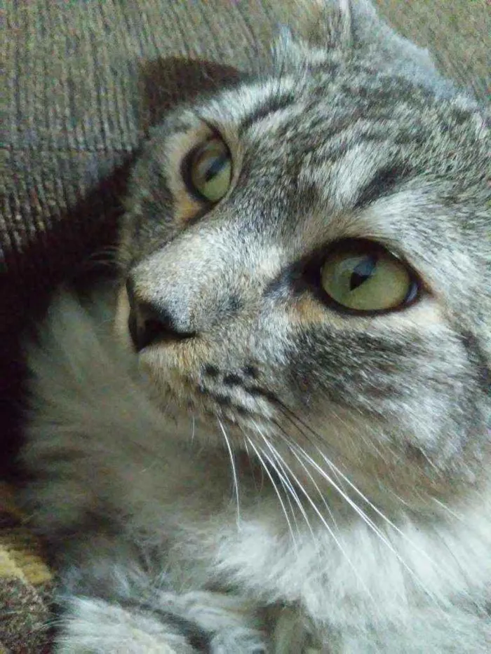 Gato ra a SRD idade 1 ano nome Gaspar