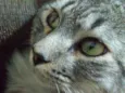 Gaspar