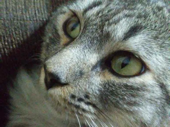Gato ra a SRD idade 1 ano nome Gaspar