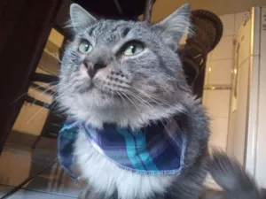 Gato raça SRD idade 1 ano nome Gaspar