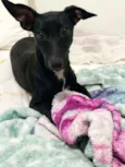 Kiara