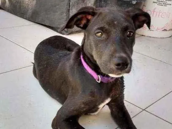 Cachorro ra a Sem raça definida idade 7 a 11 meses nome Cristal