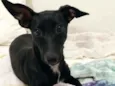 Kiara