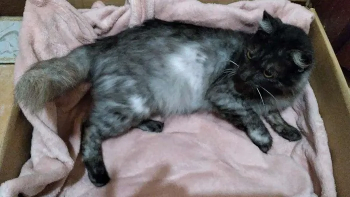 Gato ra a SRD-ViraLata idade 1 ano nome Mirela