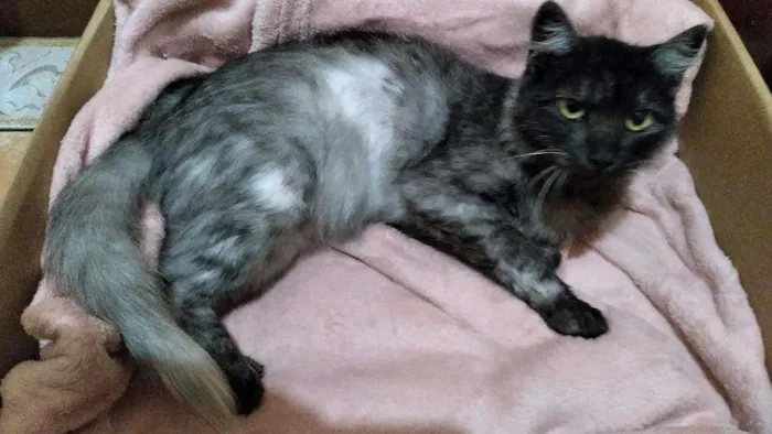 Gato ra a SRD-ViraLata idade 1 ano nome Mirela