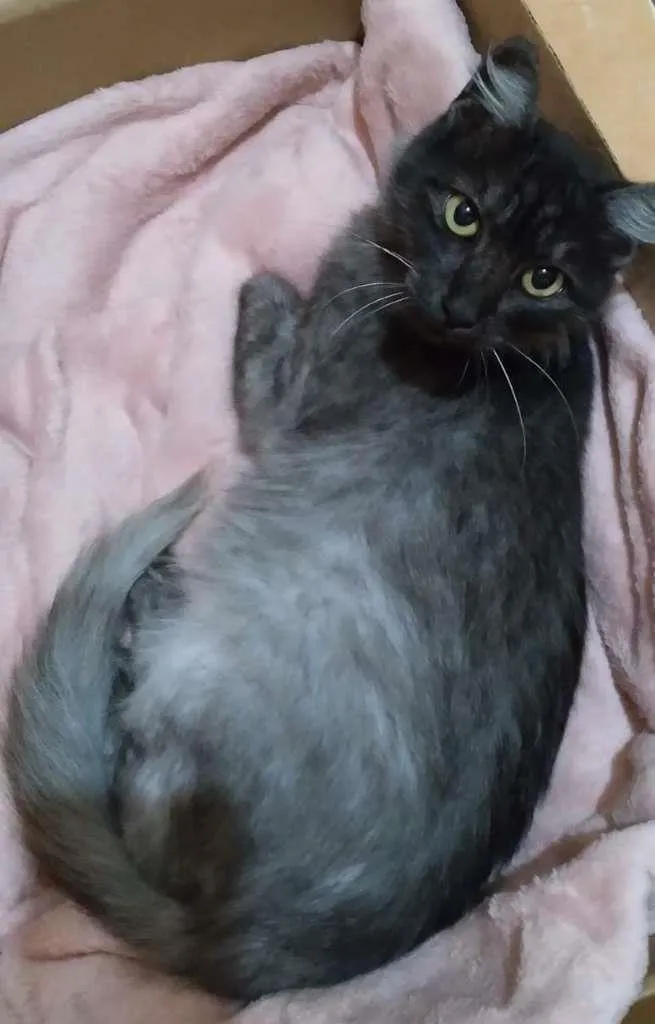 Gato ra a SRD-ViraLata idade 1 ano nome Mirela