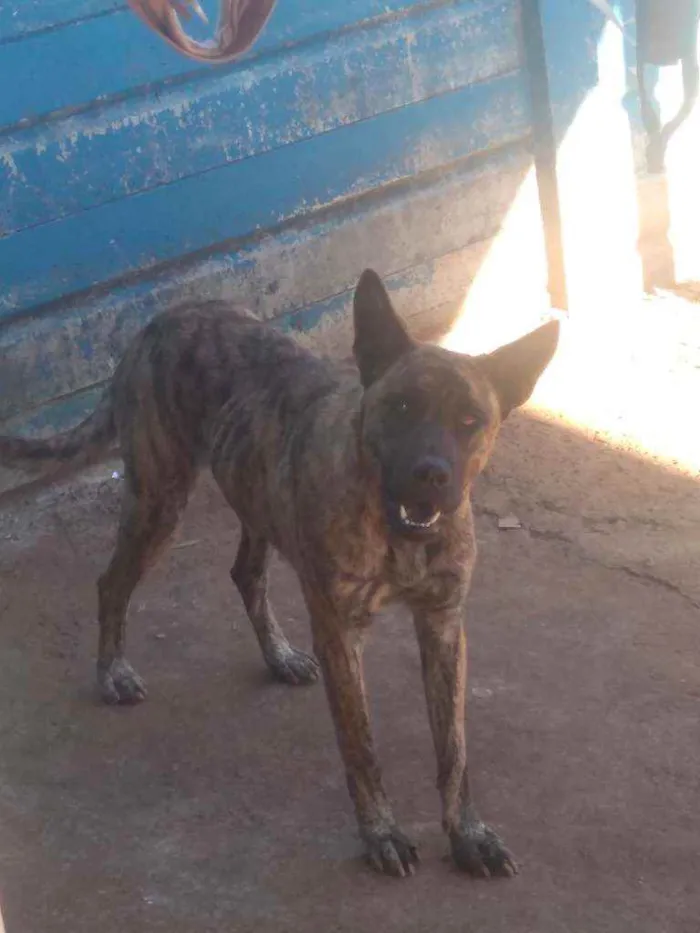 Cachorro ra a Mestiça idade 1 ano nome Nina