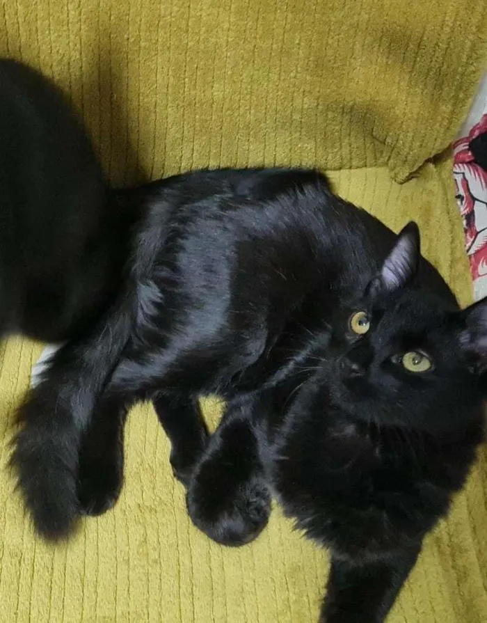 Gato raça SRD idade 2 a 6 meses nome BLACK