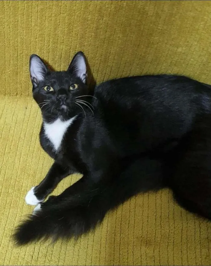 Gato raça SRD idade 2 a 6 meses nome LORD