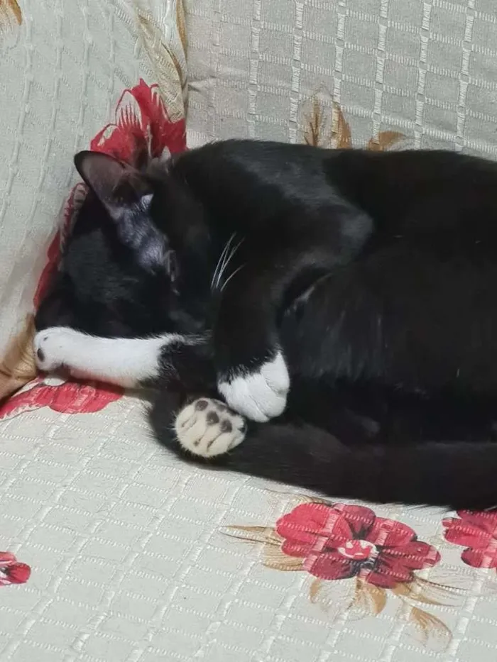 Gato raça SRD idade 2 a 6 meses nome LORD