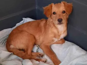 Cachorro raça SRD idade 2 a 6 meses nome Sofia 