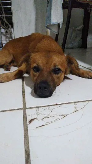 Cachorro raça não sei idade 2 a 6 meses nome Boby