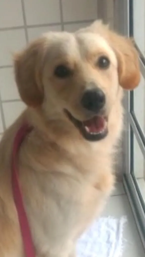 Cachorro ra a Srd idade 1 ano nome Tonny