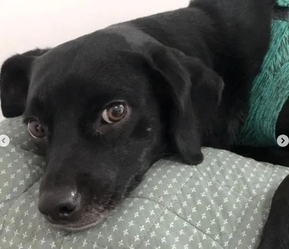 Cachorro ra a SRD-ViraLata idade 2 anos nome TOCO