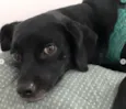 TOCO