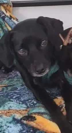 Cachorro ra a SRD-ViraLata idade 2 anos nome TOCO