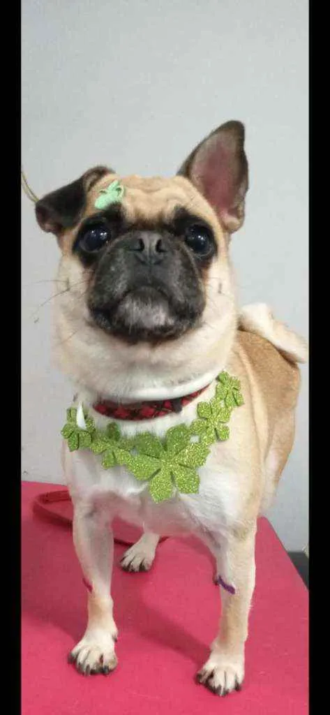 Cachorro ra a Pug com Bulldog srd idade 4 anos nome Regina
