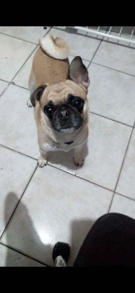 Cachorro ra a Pug com Bulldog srd idade 4 anos nome Regina