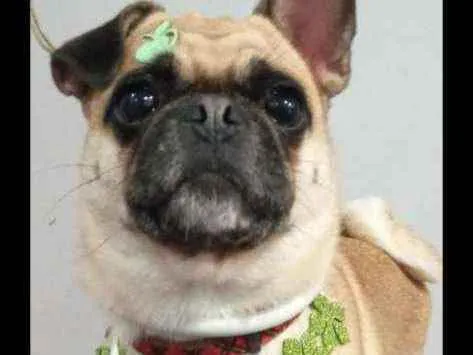 Cachorro ra a Pug com Bulldog srd idade 4 anos nome Regina