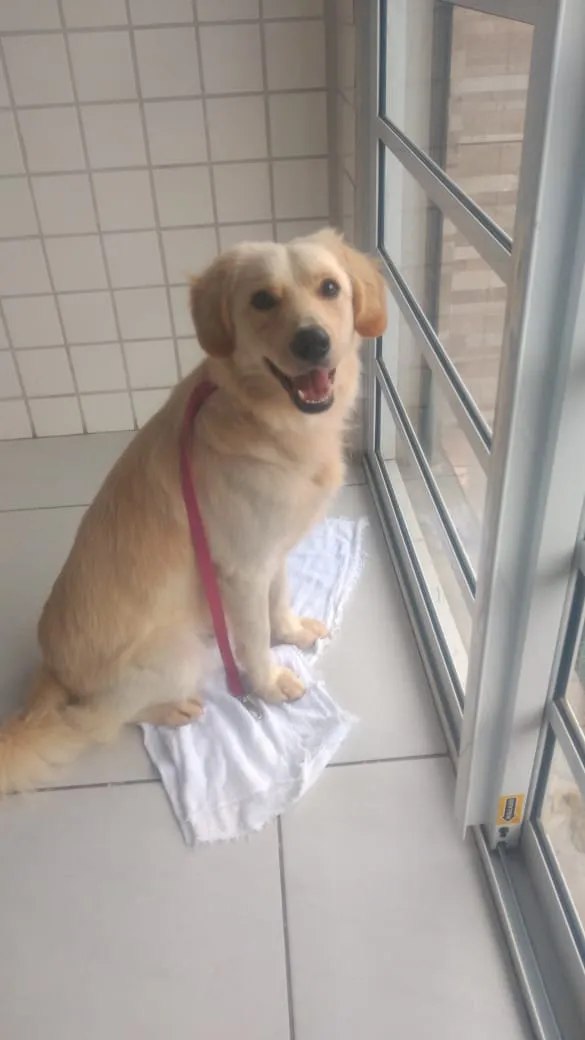 Cachorro ra a Srd idade 1 ano nome Tonny