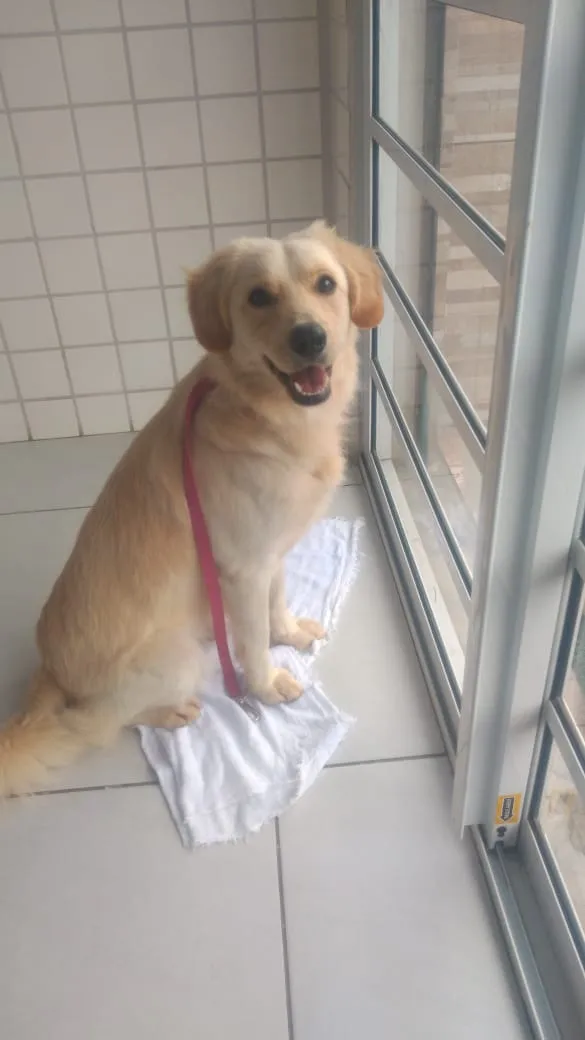 Cachorro ra a Srd idade 1 ano nome Tonny