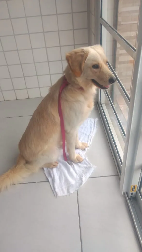 Cachorro ra a Srd idade 1 ano nome Tonny