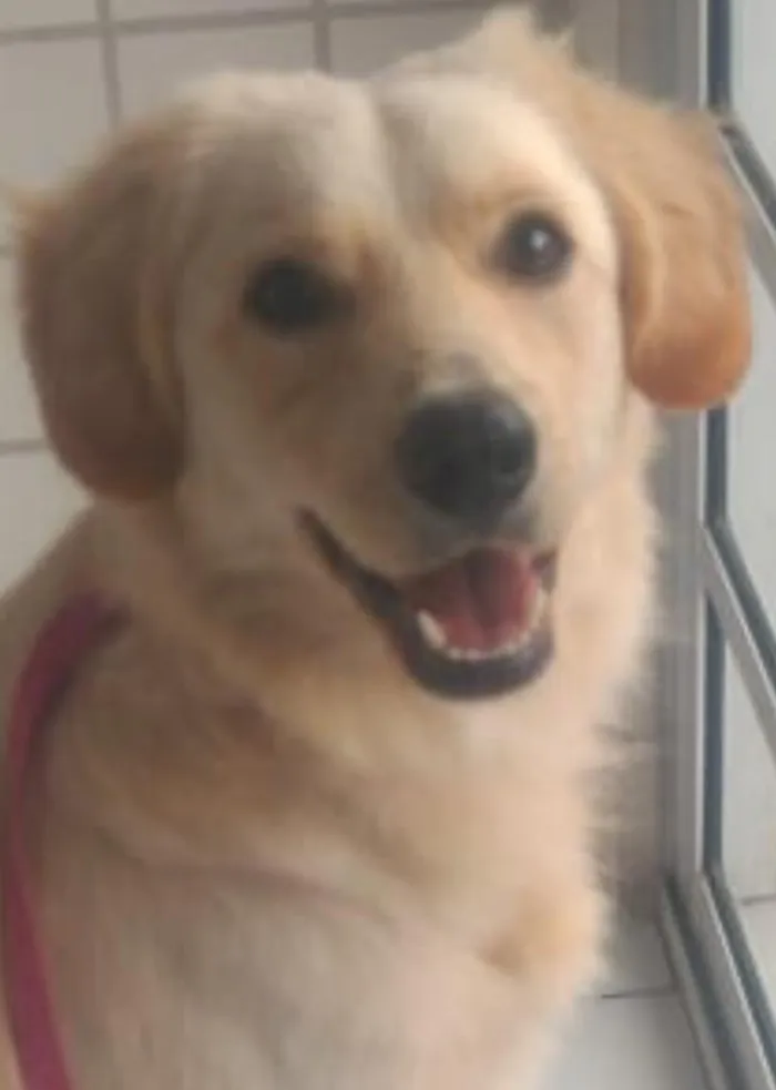 Cachorro ra a Srd idade 1 ano nome Tonny