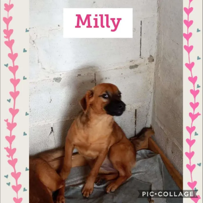 Cachorro ra a SRD-ViraLata idade 1 ano nome MILLY