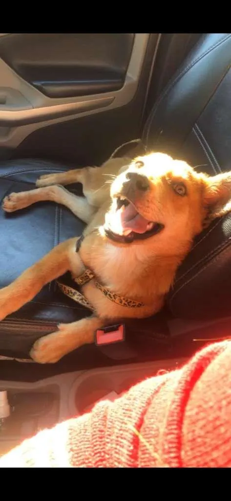 Cachorro ra a SRD-ViraLata idade 7 a 11 meses nome LOBO