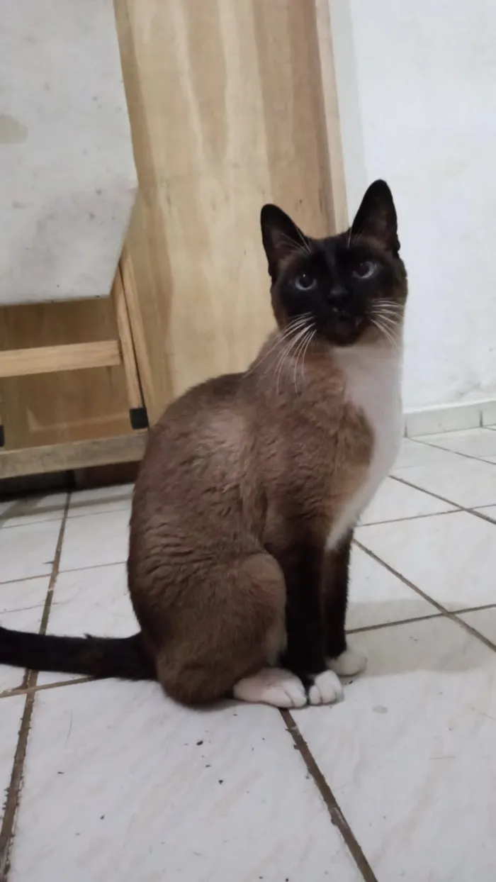 Gato ra a vira-lata idade 6 ou mais anos nome preta