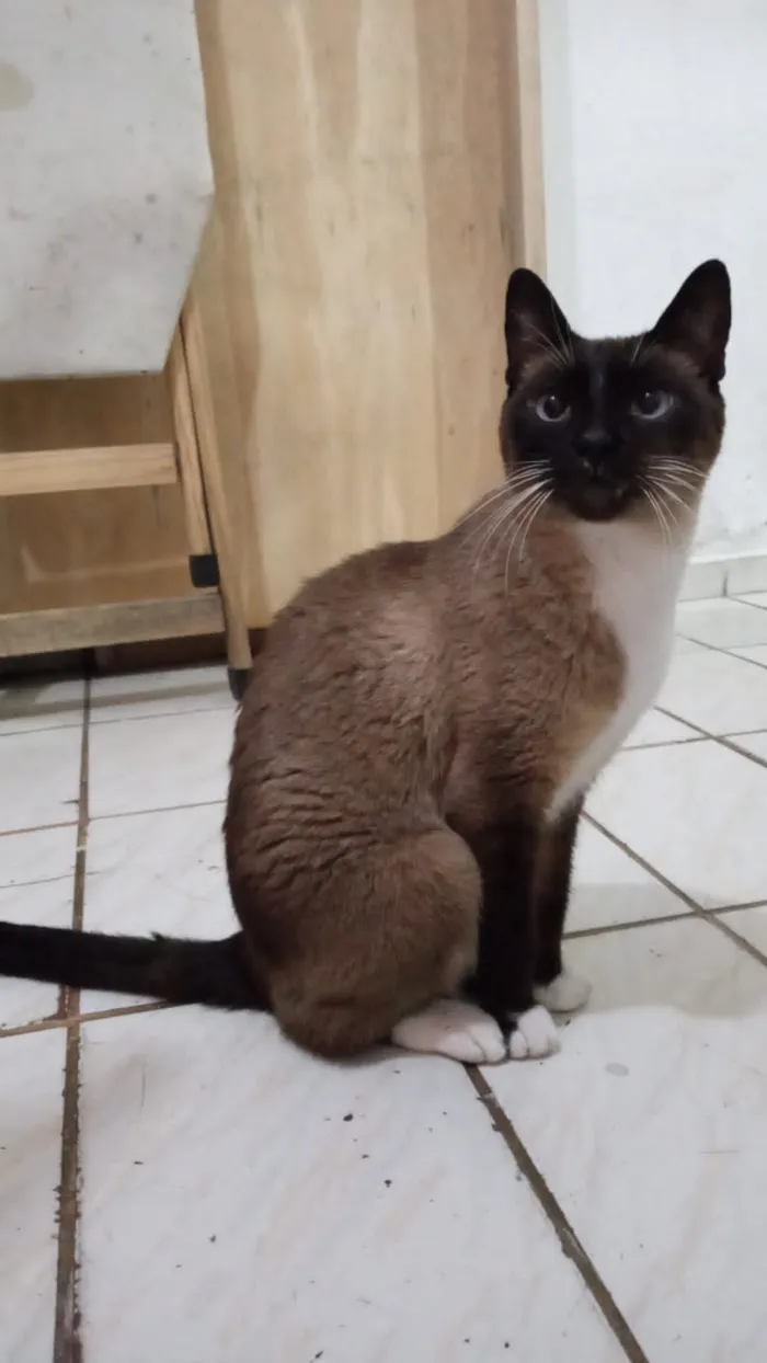 Gato ra a vira-lata idade 6 ou mais anos nome preta