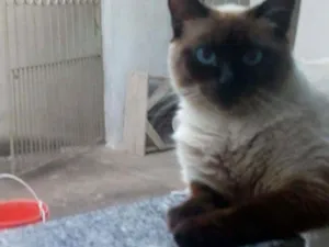Gato raça Siamês idade 2 a 6 meses nome Tynia