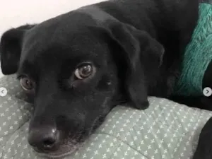 Cachorro raça SRD-ViraLata idade 2 anos nome TOCO